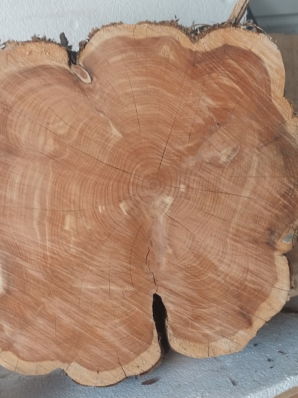 Cedar Natural Wood Slice Cross-Section - Warm Brown